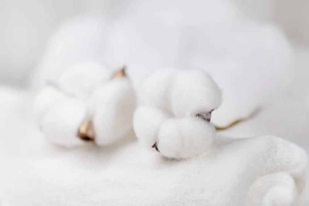 真正好的純棉布草是什么樣的？